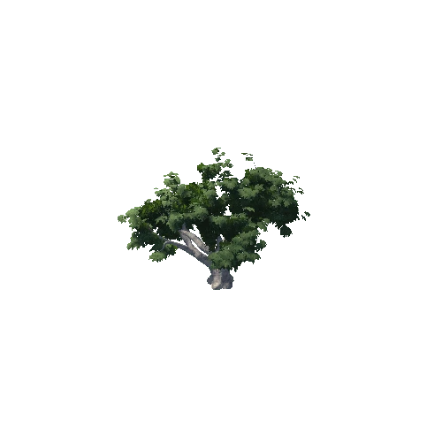 Nyala tree 4